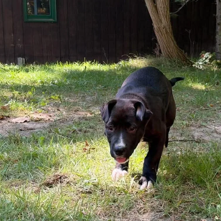A baby large-sized female Black Australian Cattle Dog / Blue Heeler dog named Ada Lovelace for adoption in Hilton, NY