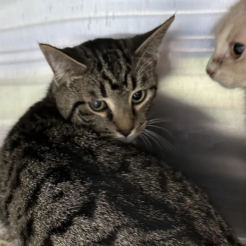 An adult small-sized male Domestic Short Hair cat named Gus for adoption in Corbin, KY