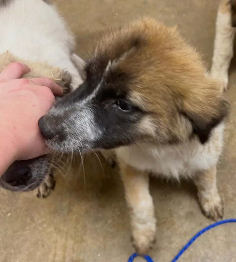 A baby small-sized female Cattle Dog dog named Astoria for adoption in Lockhart, TX