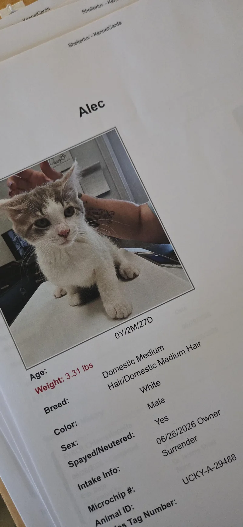 A young medium-sized male Gray & White Domestic Short Hair cat named Alec for adoption in Evansville, IN