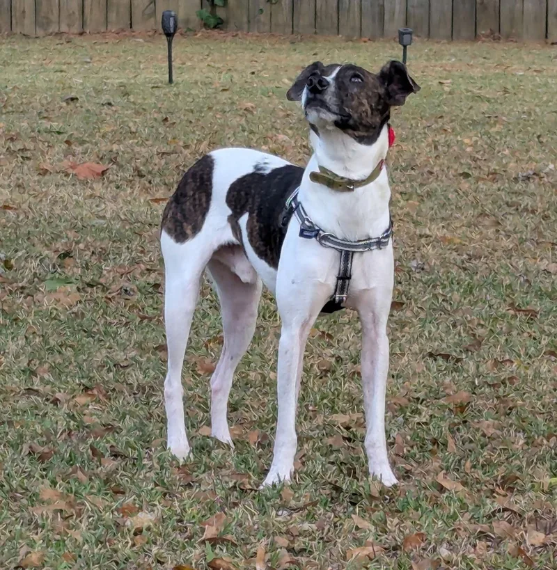 Waylon James thumbnail 2