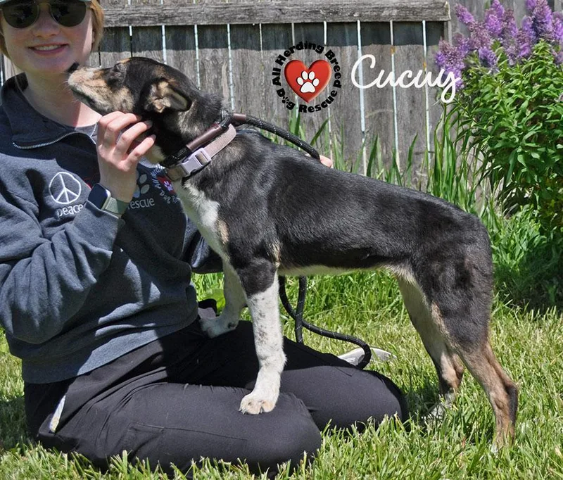 Cucuy thumbnail 2