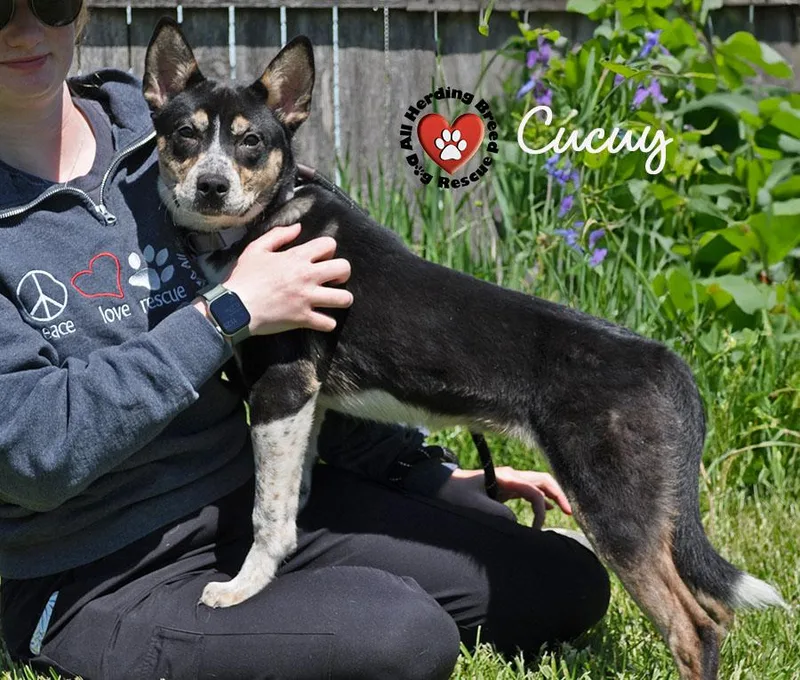 Cucuy thumbnail 3