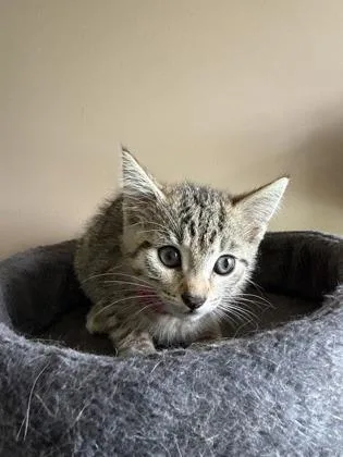 An adult medium-sized female Domestic Short Hair cat named Brookie for adoption in Berwick, PA