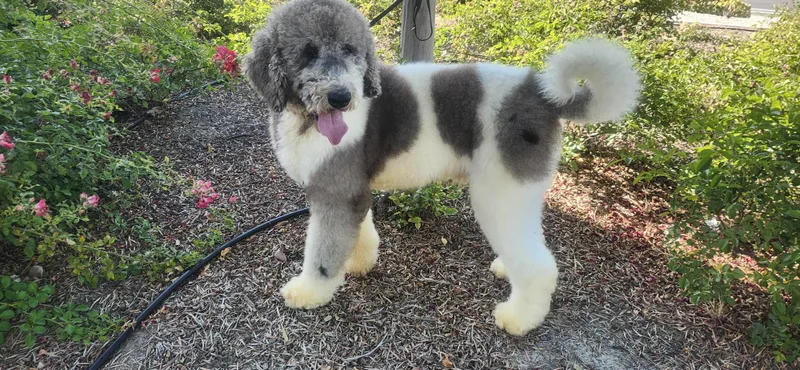 An adult large-sized male Gray / Blue / Silver Bernadoodle dog named Roger Update for adoption in Torrance, CA