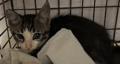 A baby small-sized male Domestic Short Hair cat named Earl for adoption in Honolulu, HI