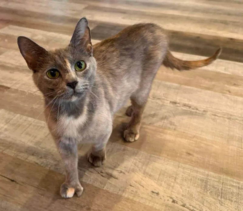 An adult medium-sized female Dilute Tortoiseshell Domestic Short Hair cat named Sundae for adoption in Cosby, TN