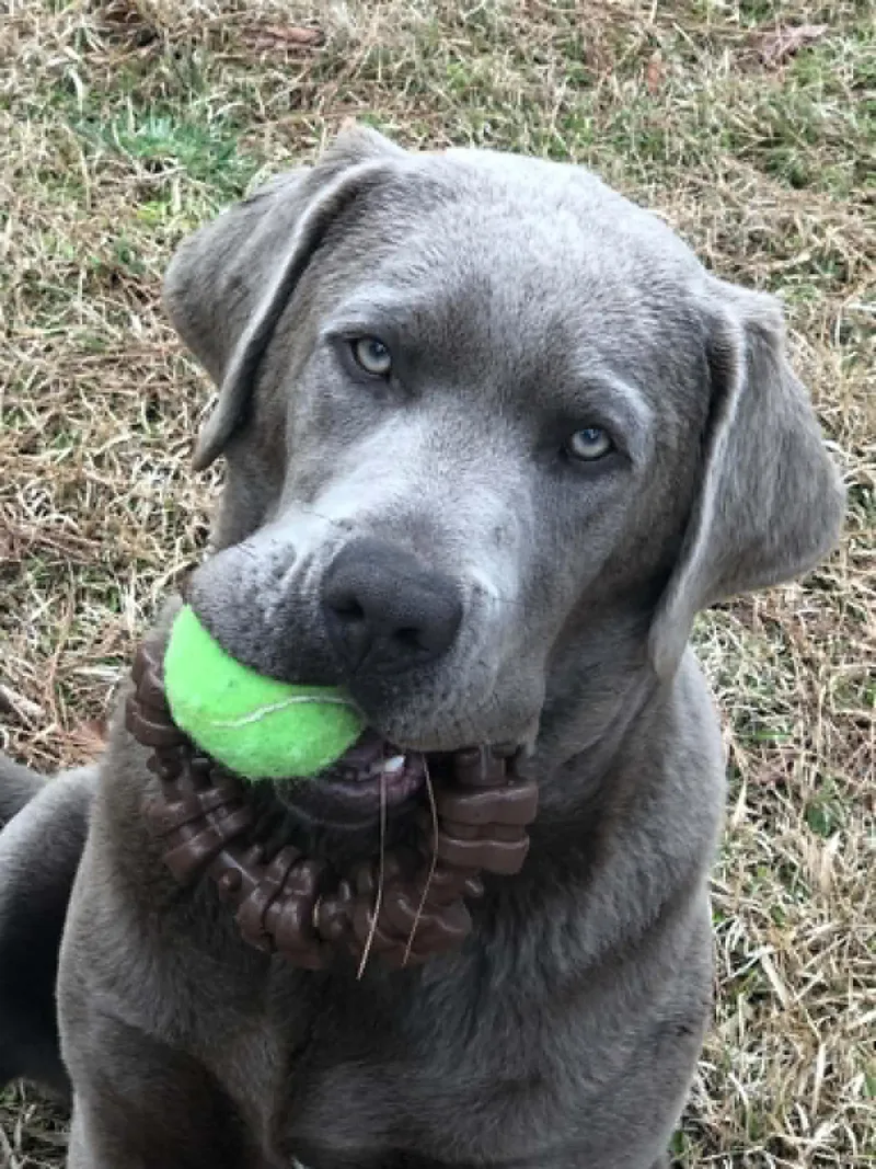 An adult large-sized male Gray / Blue / Silver Labrador Retriever dog named Hooper for adoption in Warrington, PA