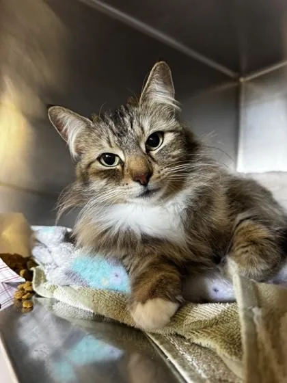 An adult small-sized female Domestic Medium Hair cat named Queen Charlotte for adoption in Roseville, CA