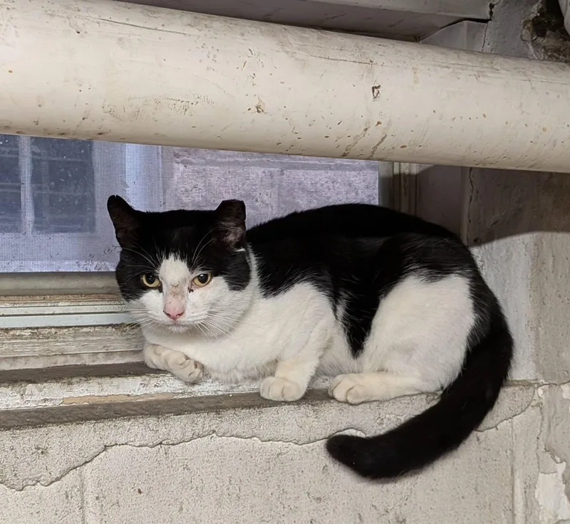 An adult large-sized male Black & White / Tuxedo Domestic Short Hair cat named Wellington for adoption in Bayonne, NJ