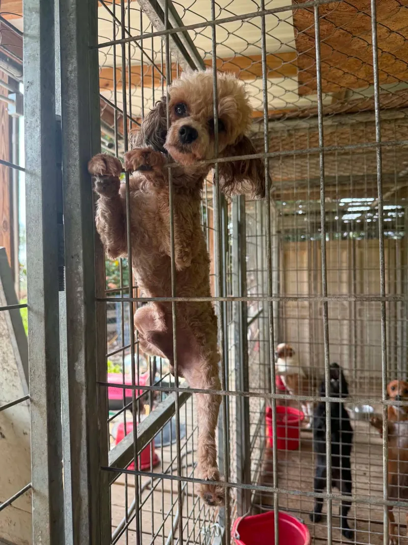 An adult small-sized male Apricot / Beige Poodle (Toy) dog named Coco Monkey for adoption in Homer Glen, IL