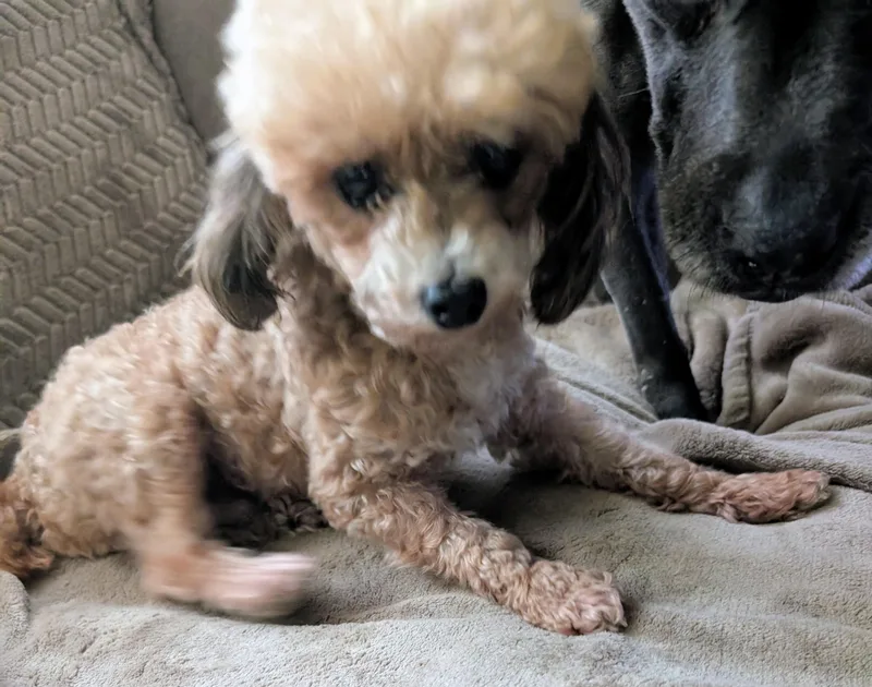 Coco Monkey thumbnail 3