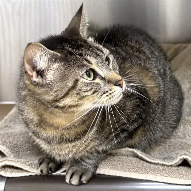 An adult medium-sized female Domestic Short Hair cat named Pacific for adoption in Brewster, MA