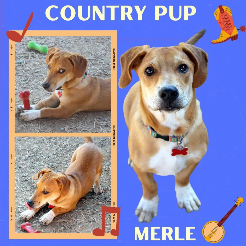 An adult medium-sized male Basset Hound dog named Merle for adoption in LINDSAY, CA