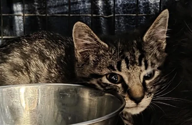A baby small-sized male Domestic Short Hair cat named Pasta for adoption in Casper, WY