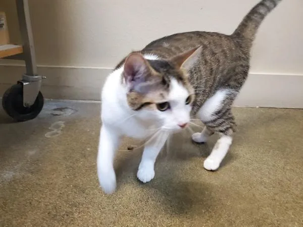 Stella