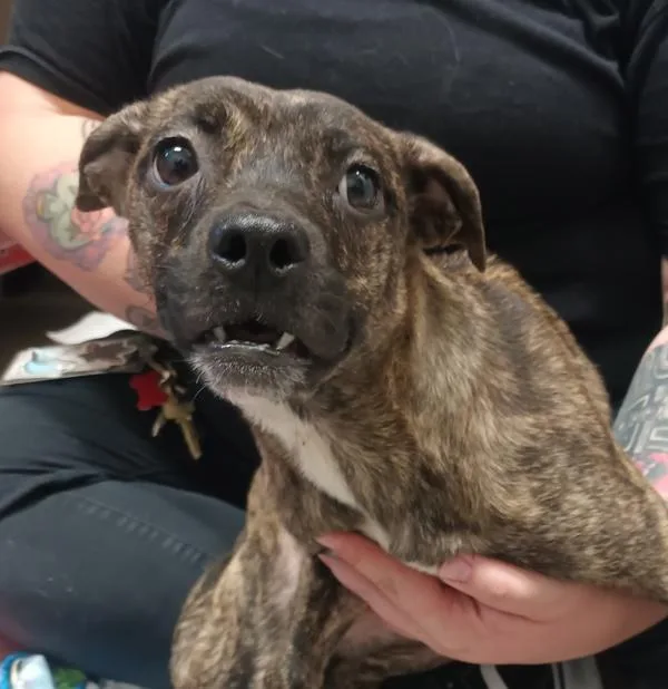 A young medium-sized female Pit Bull Terrier dog named Dusk for adoption in El Cajon, CA