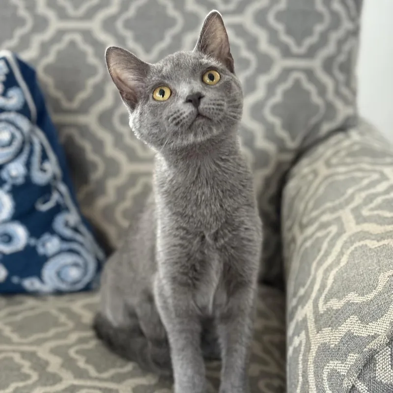 A young medium-sized female Gray / Blue / Silver Domestic Short Hair cat named Prancer for adoption in Fairfax Station, VA