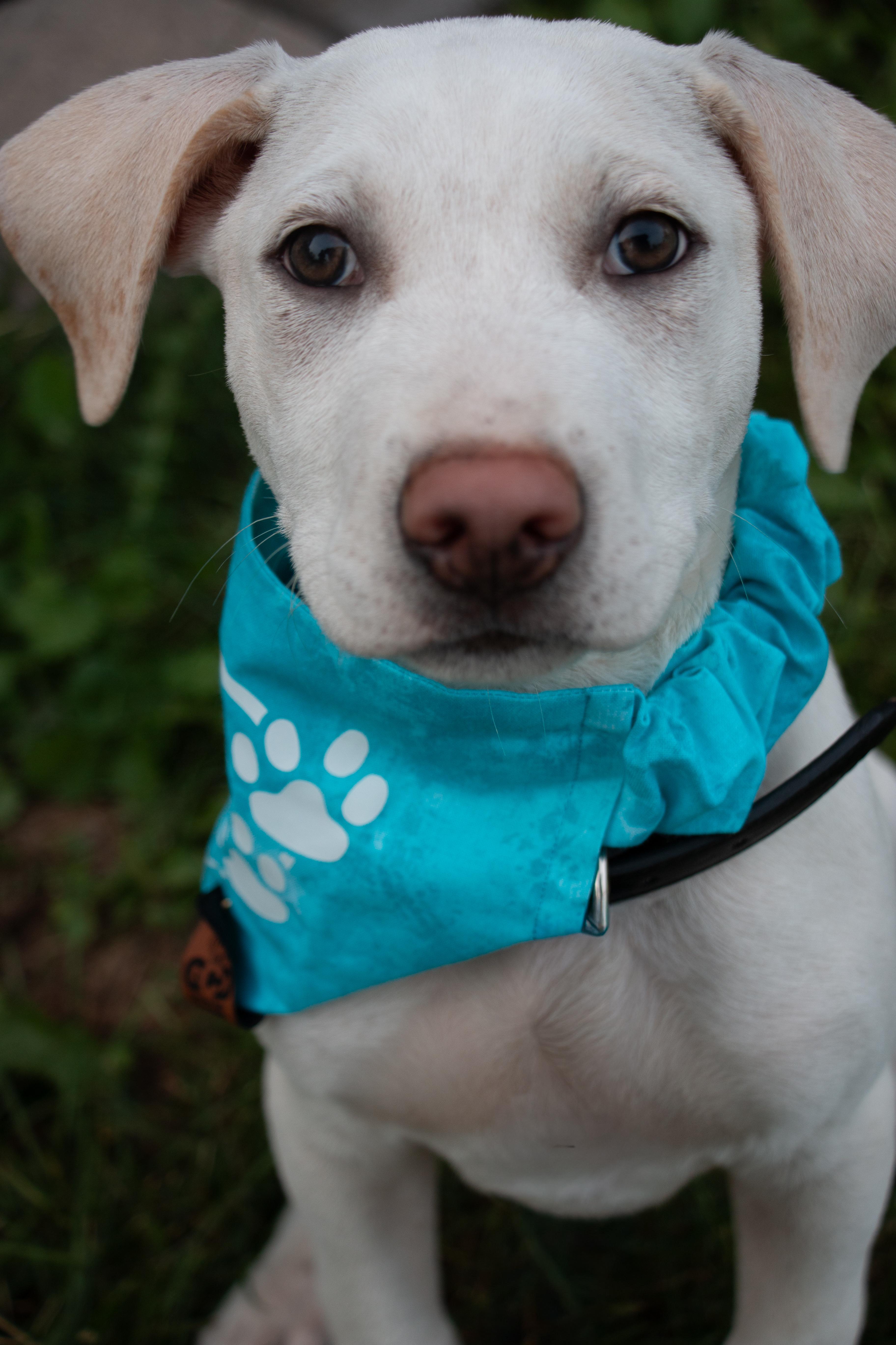 A baby medium-sized male American Staffordshire Terrier dog named Dr George O'Malley for adoption in Houston, TX