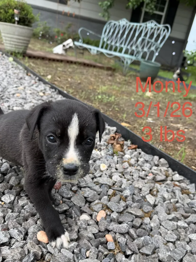 A baby small-sized male Australian Shepherd dog named Monty for adoption in Welling, OK