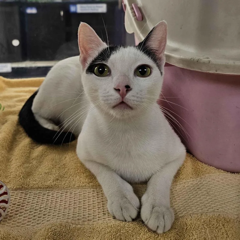 An adult medium-sized female White Domestic Short Hair cat named Escape for adoption in Houston, TX
