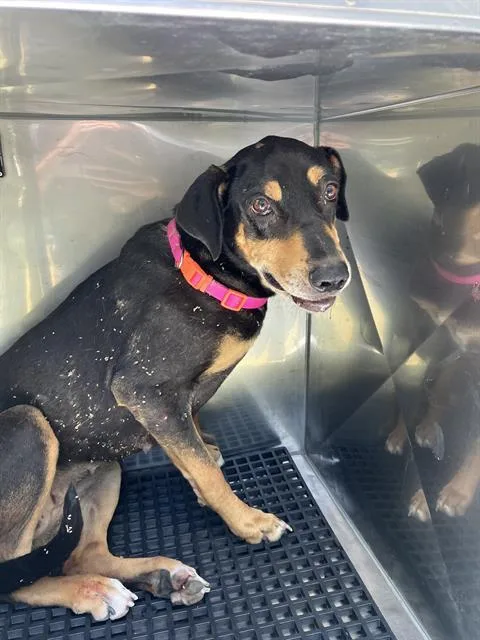 A young medium-sized female Mixed Breed dog named Dolly for adoption in Dallas, TX