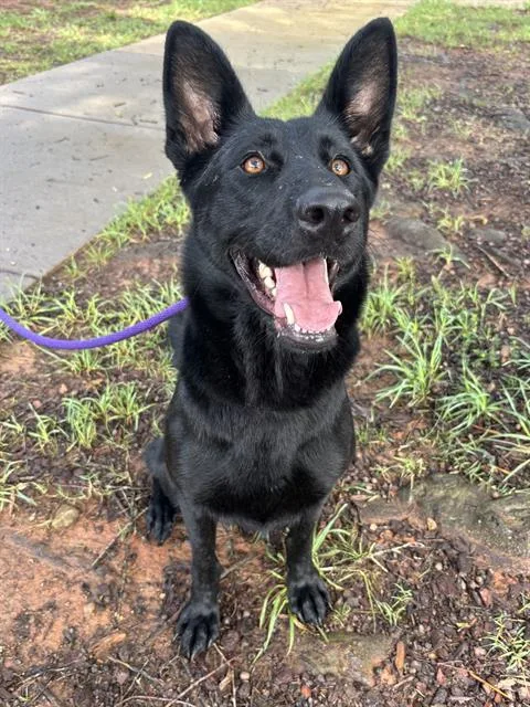 An adult medium-sized female German Shepherd Dog dog named Riley for adoption in Charlotte, NC