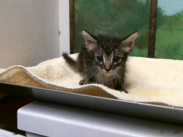 A baby small-sized male Domestic Short Hair cat named A for adoption in Houston, TX