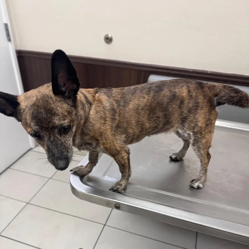 An adult small-sized female Brindle Chihuahua dog named Fergalicious for adoption in Las Vegas, NV