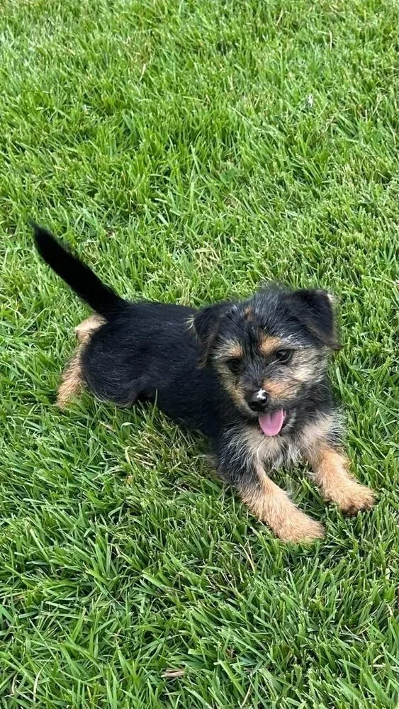 Heidi