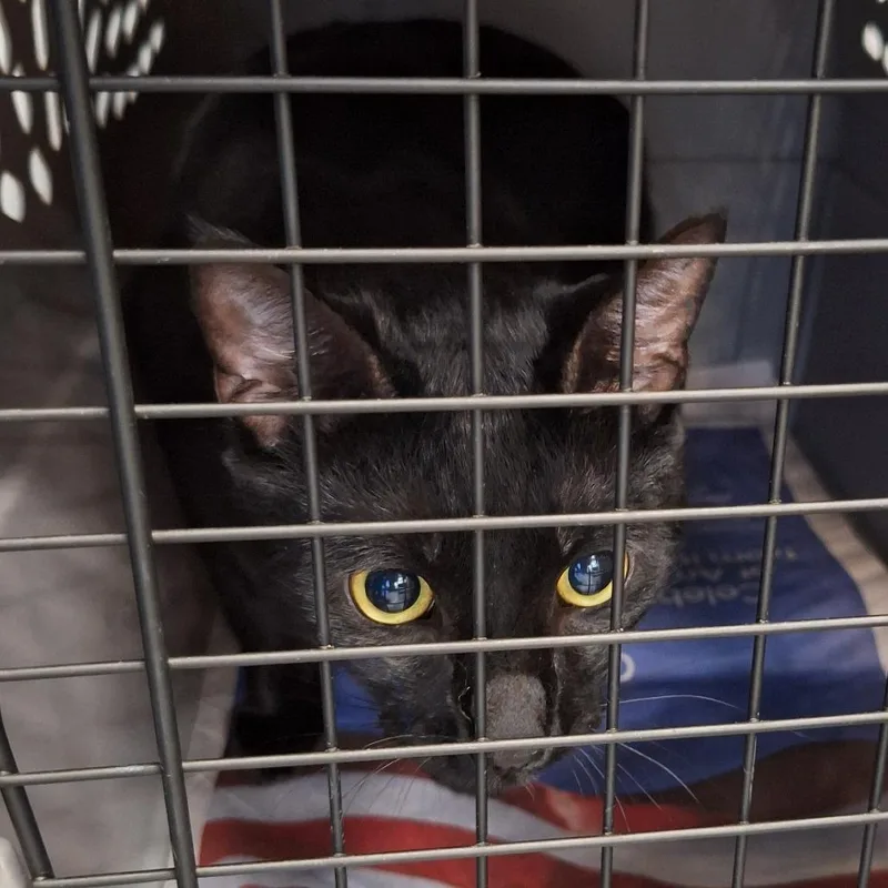 A young large-sized male Black Domestic Short Hair cat named Michelangelo for adoption in Montgomery, AL