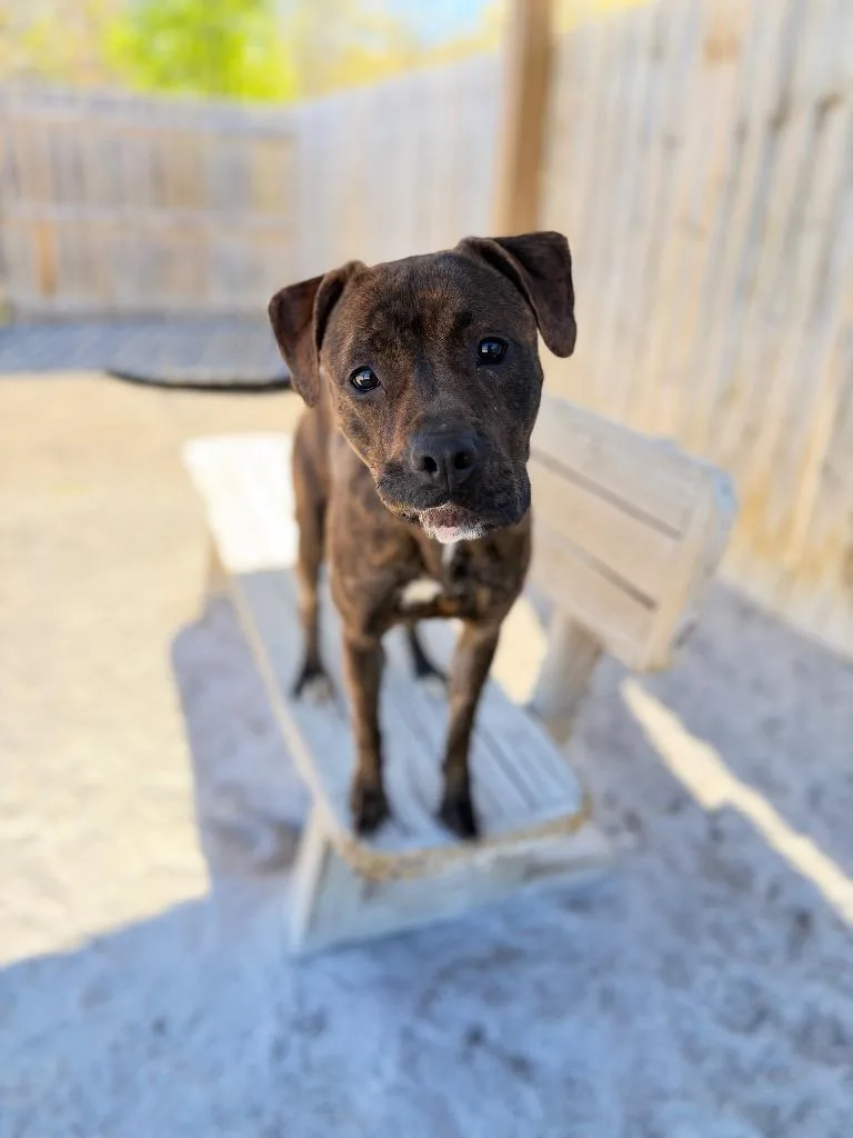 A young medium-sized female Boxer dog named Nova for adoption in Muskegon, MI