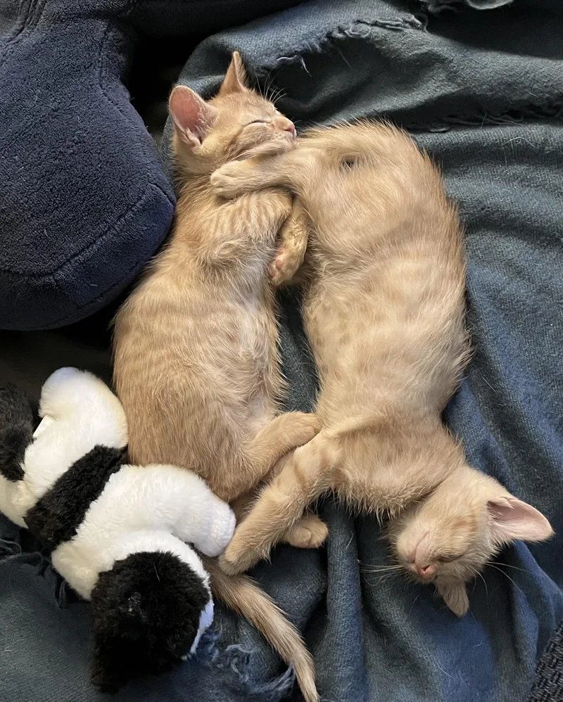 A baby medium-sized male Tabby cat named Tino for adoption in Austin, TX