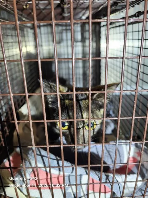 A baby medium-sized female Domestic Short Hair cat named Kit for adoption in San Antonio, TX