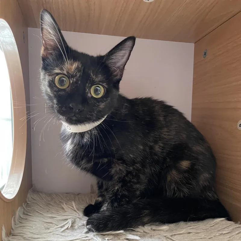 A baby small-sized female Tortoiseshell Domestic Short Hair cat named Mila for adoption in Laredo, TX