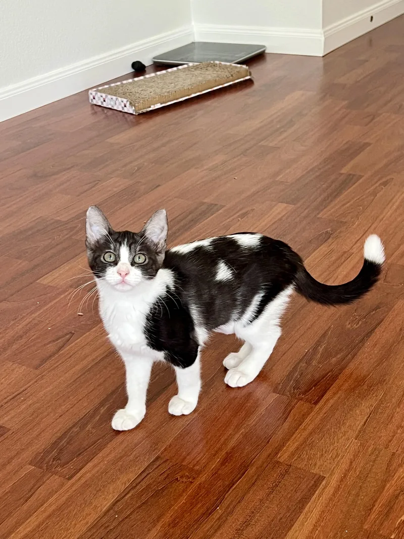 A baby small-sized female Domestic Short Hair cat named Cinderela for adoption in Round Rock, TX