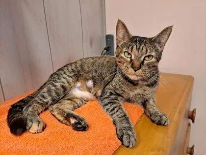 A young medium-sized female Domestic Short Hair cat named Nellie for adoption in Hobart, IN