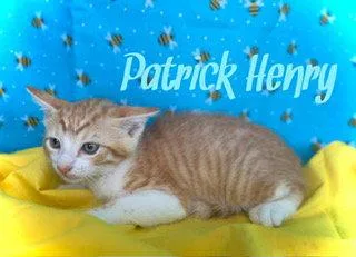 A young medium-sized male Tabby cat named Patrick Henry for adoption in Pleasanton, TX