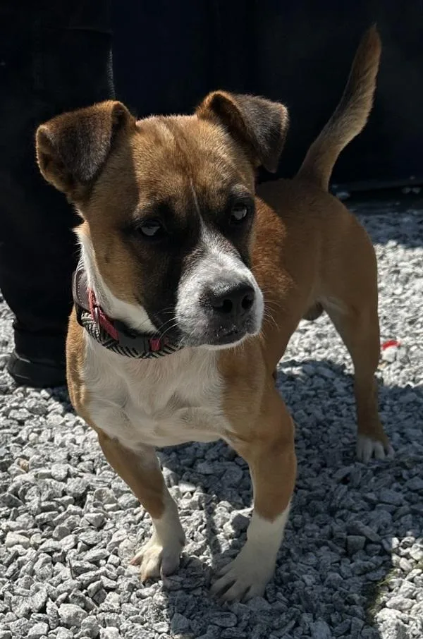 An adult medium-sized male Pit Bull Terrier dog named Ic C Pretzle for adoption in Lawrenceville, GA