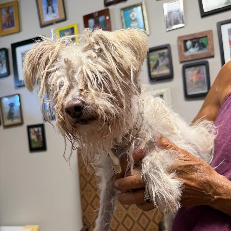 A senior small-sized female White / Cream Poodle dog named Jewel for adoption in Yuma, AZ