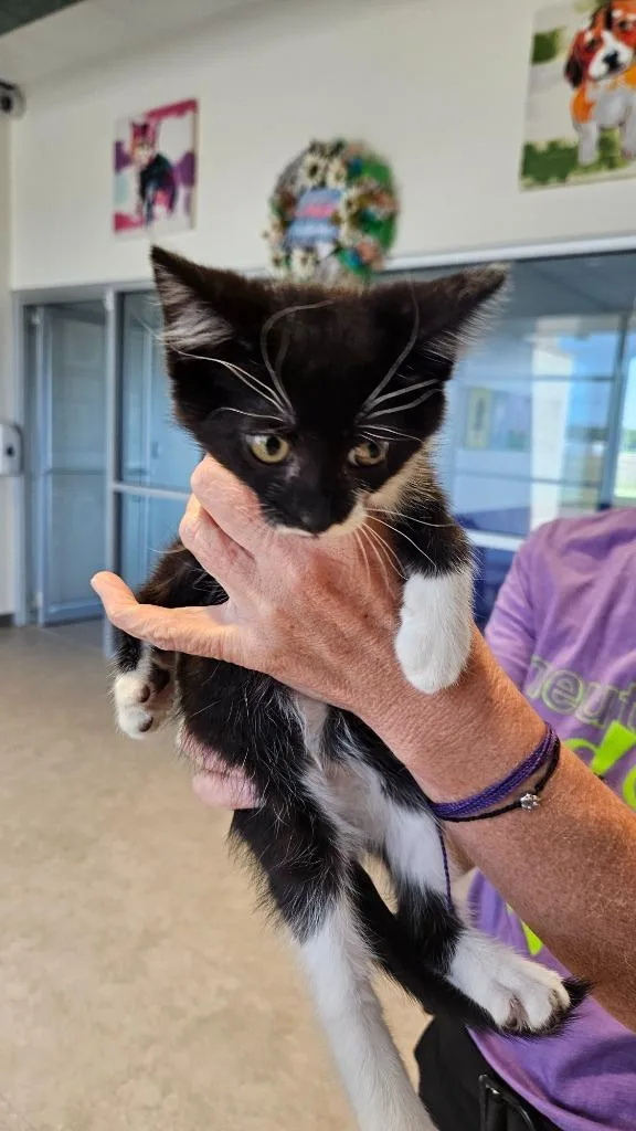 A baby small-sized female Domestic Short Hair cat named Willow for adoption in Bossier City, LA