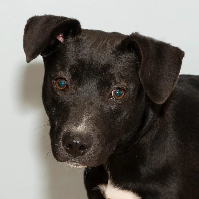 An adult medium-sized female Mixed Breed dog named Lolly for adoption in Troy, OH