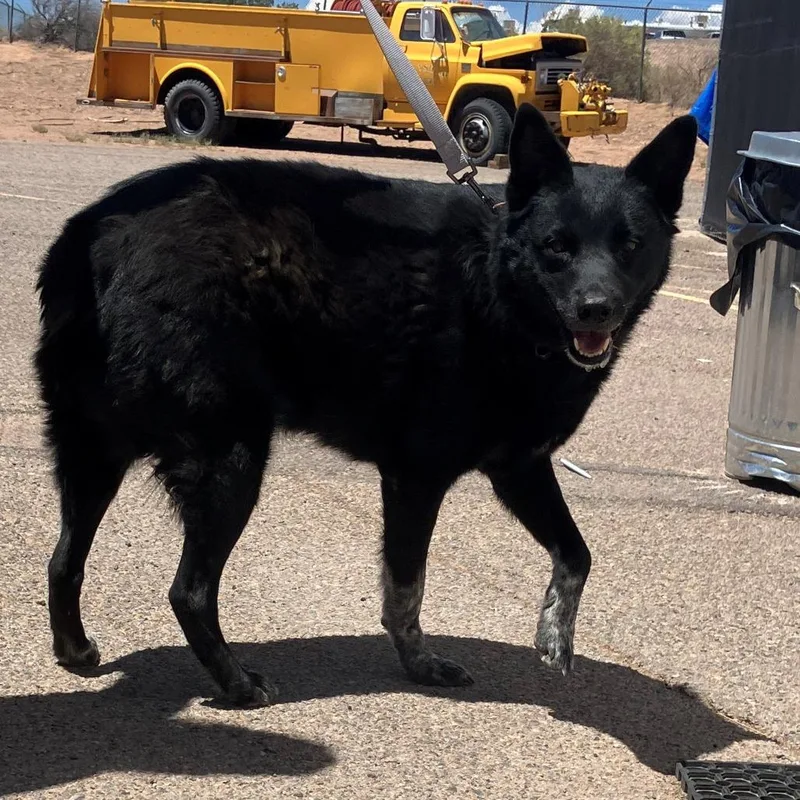 An adult medium-sized male Black Australian Cattle Dog / Blue Heeler dog named Deku for adoption in Bernalillo, NM