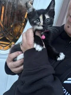 A baby small-sized female Domestic Short Hair cat named Petunia Angel for adoption in Woodland, CA