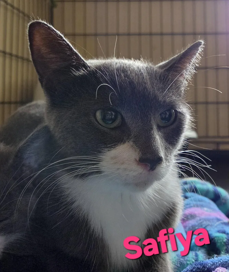 A young medium-sized female Domestic Short Hair cat named Safiya for adoption in Longwood, FL