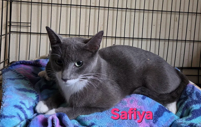 Safiya thumbnail 2