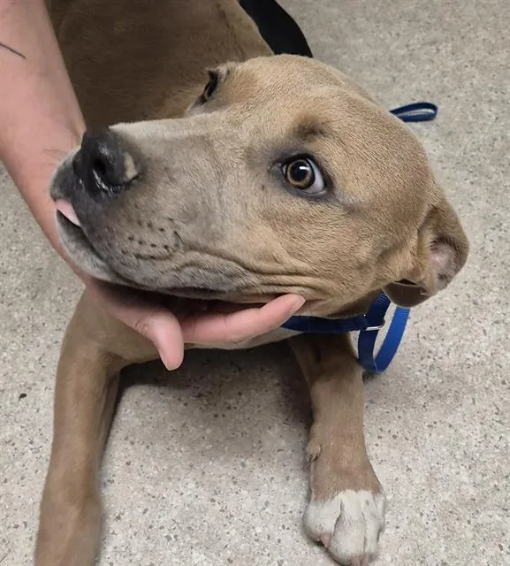 A young medium-sized male Pit Bull Terrier dog named Heath for adoption in Bakersfield, CA