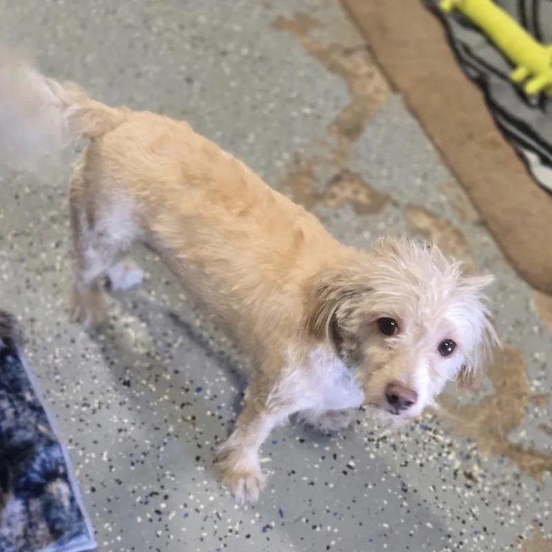 A senior small-sized male White / Cream Australian Terrier dog named Benji for adoption in Pahrump, NV