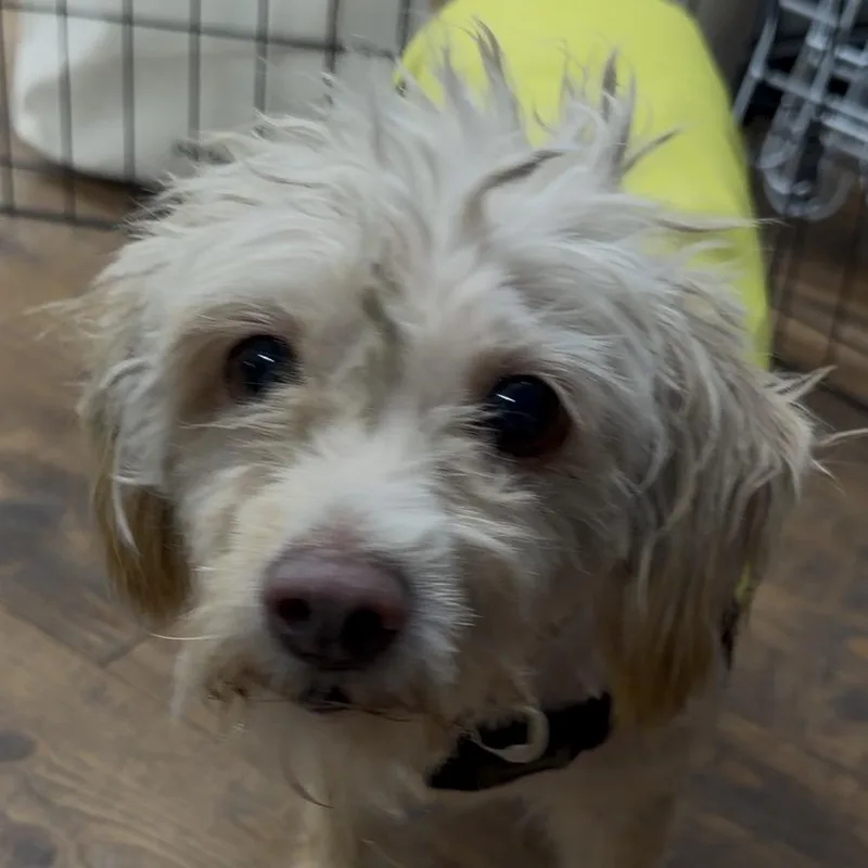 Benji thumbnail 4