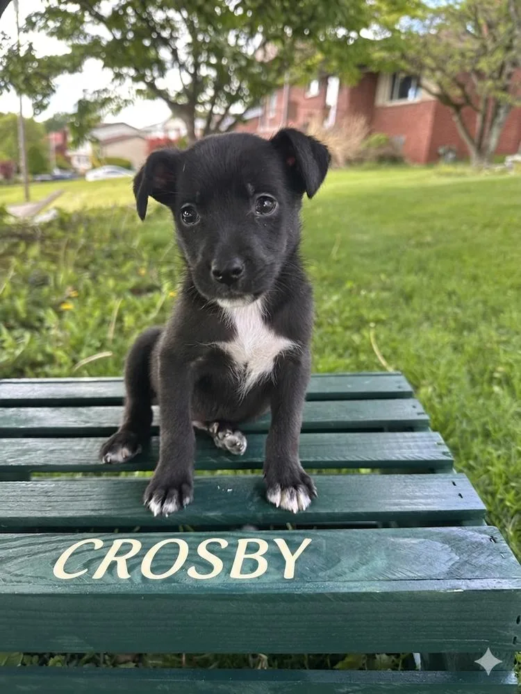 Crosby